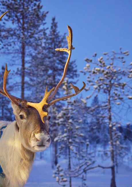 reindeer in Lapland