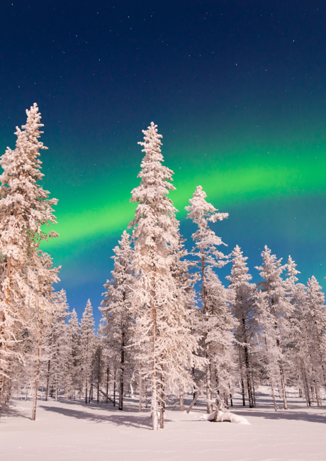 northern lights in the forest